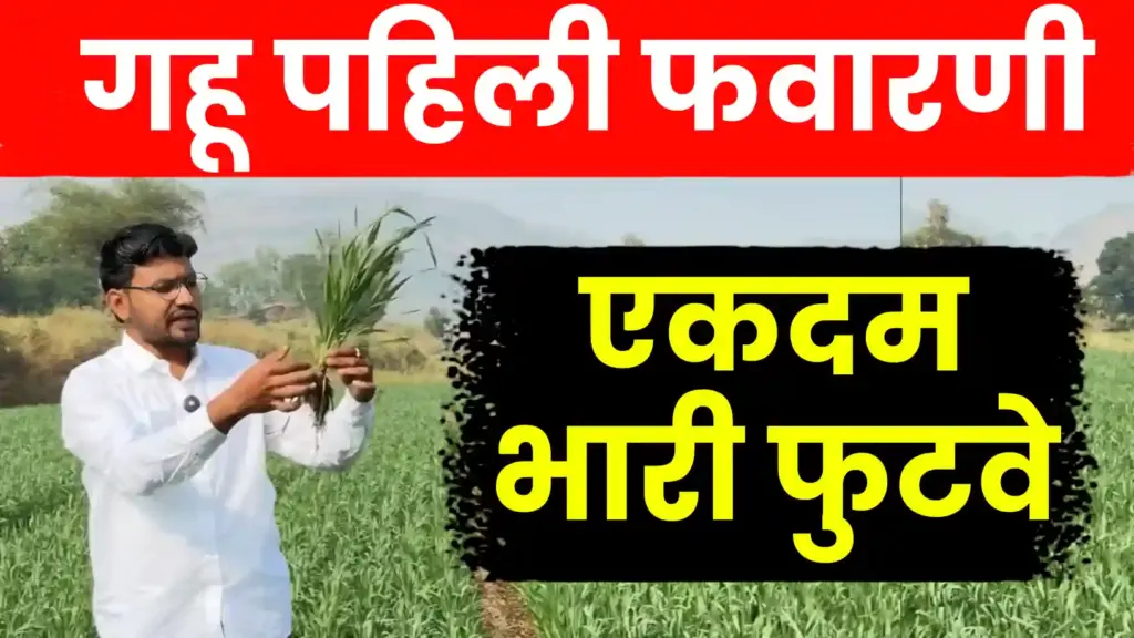 गहू पिकासाठी पहिली फवारणी व्यवस्थापन: कमी खर्चात अधिक फुटवा मिळवा!