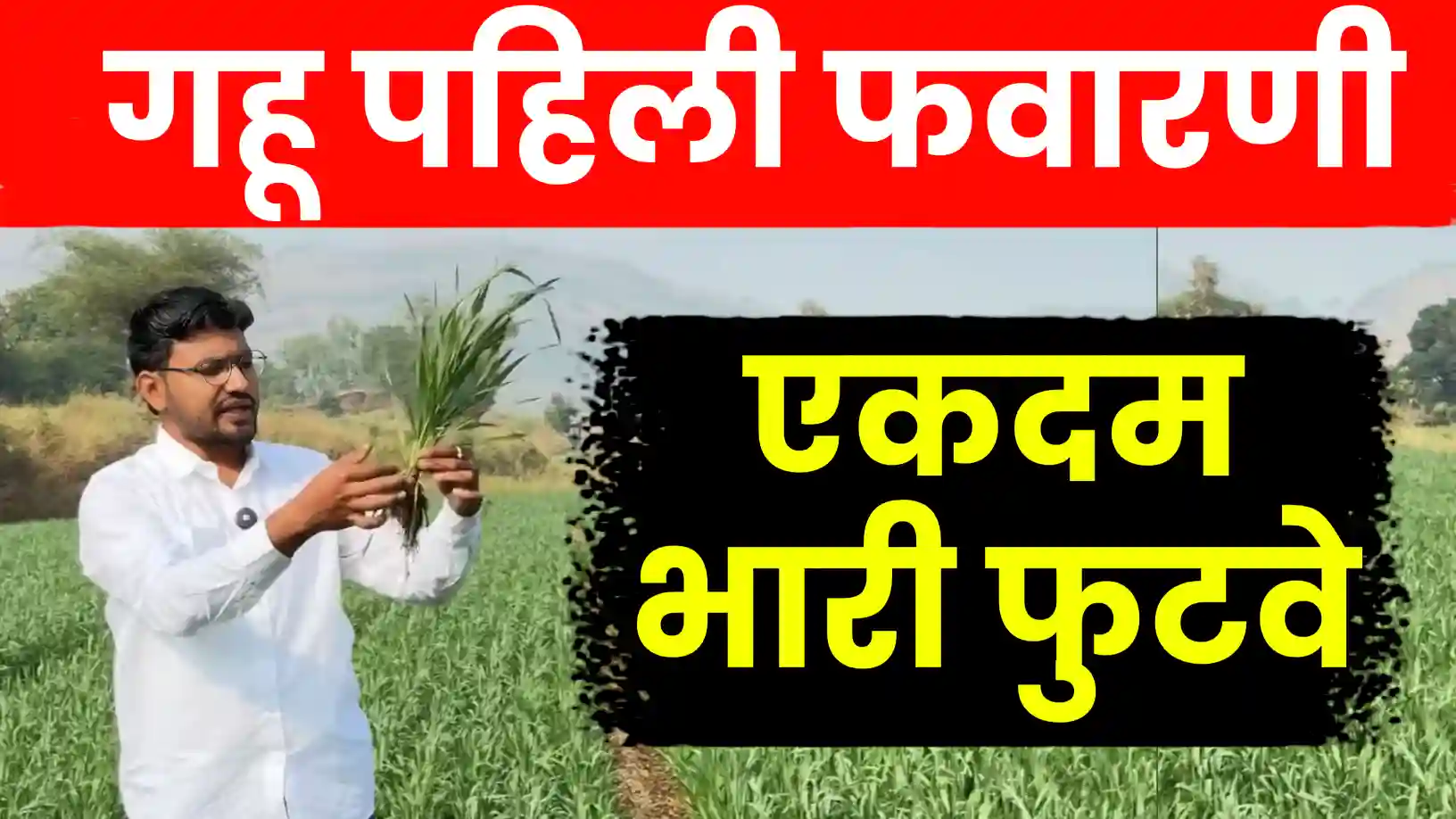 गहू पिकासाठी पहिली फवारणी व्यवस्थापन