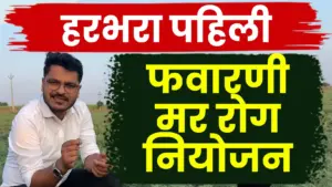 हरभरा पिक पहिली फवारणी करून ‘मर’ रोगाला मुळापासून थांबवा!